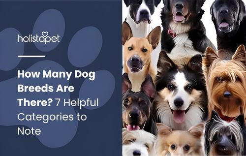 A collage of many different breeds of dogs looking at the camera, showing how many dog breeds are there around the world.
