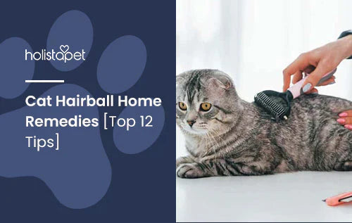 top 12 tips for cat hairball