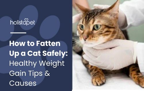 How to Fatten Up a Cat Safely: Healthy Weight Gain Tips & Causes