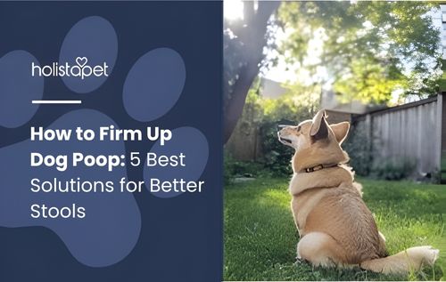 Fluffy light brown dog sitting in a sunny grassy yard, representing pet health and digestion tips on how to firm up dog poop naturally