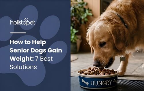 A golden retriever eating from a blue bowl of kibble outdoors.