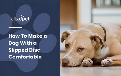 A light brown dog with a black collar lies on a wooden floor, resting its head on its paws.