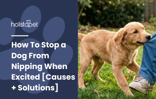 HolistaPet blog header "How To Stop a Dog From Nipping When Excited" with a puppy biting a person's jeans