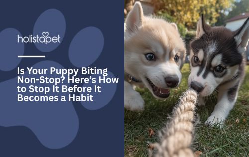 Is Your Puppy Biting Non-Stop? Here’s How to Stop It Before It Becomes a Habit