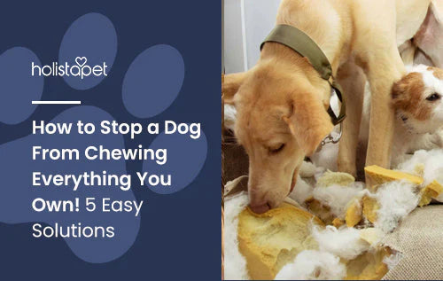 Tips on how to make your dog stop chewing everything