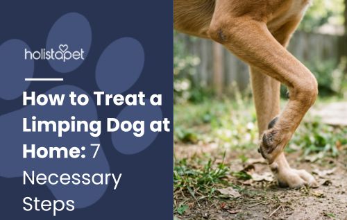 HolistaPet blog header "How to Treat a Limping Dog at Home: 7 Necessary Steps" beside a tan dog's legs and paws outdoors.