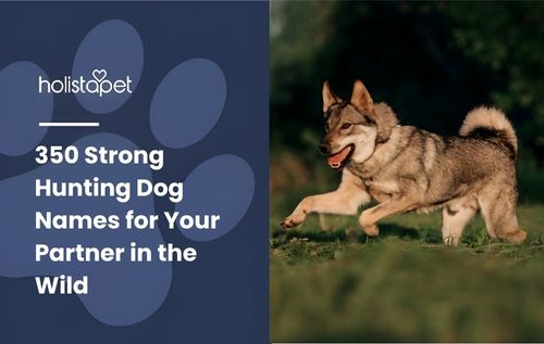 Wolf-like grey and tan dog running through a grassy field, representing strong and adventurous traits inspired by popular hunting dog names.