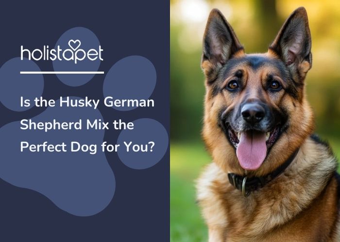 A Husky German Shepherd mix sitting down outside.