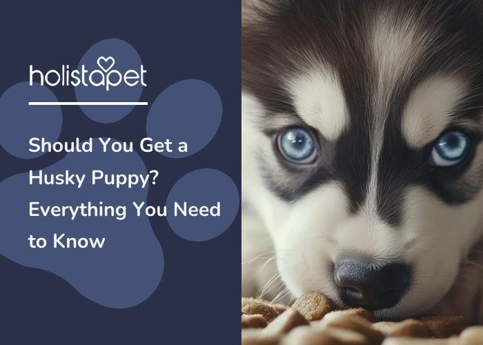 A Husky puppy with its nose in some dog food.