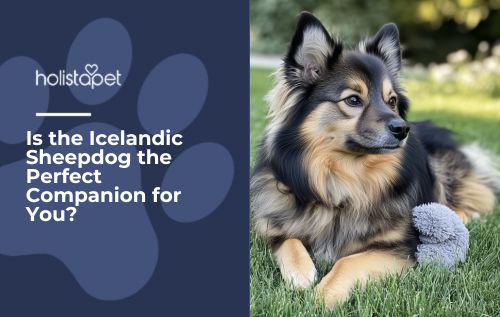 Is the Icelandic Sheepdog the Perfect Companion for You?