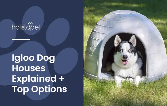 5 Best Igloo Dog Houses featured blog image by Holistapet. Shows a husky mix dog laying in an igloo style dog house on a grass lawn