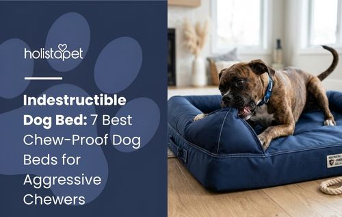 A brown dog wearing a blue collar relaxes on a navy blue indestructible dog bed decorated with a white star pattern.