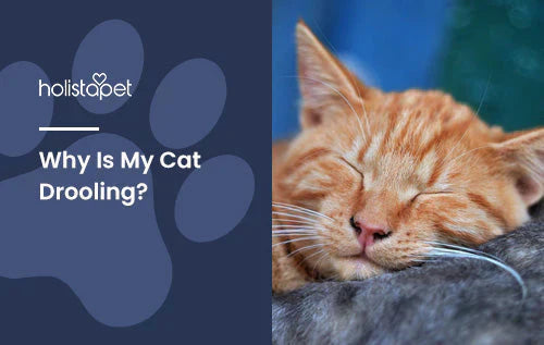 why is my cat drooling? information and tips