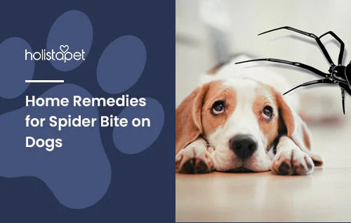 home remedies for spider bites