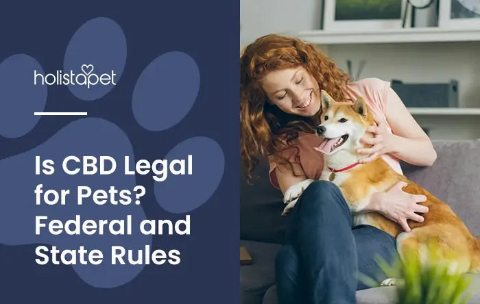 Is CBD Legal for Pets (featured blog image by Holistapet). Shows a woman cuddling with a Shiba Inu dog on a gray couch.