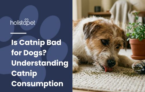 HolistaPet blog header "Is Catnip Bad for Dogs?" with a scruffy terrier licking scattered herbs off a rug indoors.