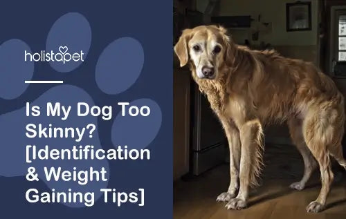 how to make your dog gain weight