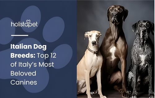 Three Italian dog breeds sitting together: a light Maremma Sheepdog, a dark Lagotto Romagnolo, and a black Cane Corso.