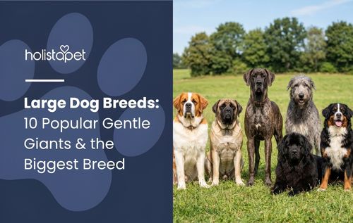 A group of large dog breeds and other dogs sitting together on a grassy field with trees in the background.