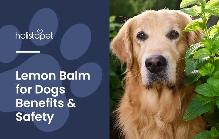 Lemon Balm for Dogs Featured Blog Image by Holistapet. Shows a Golden Retriever posing near a Lemon Balm plant.