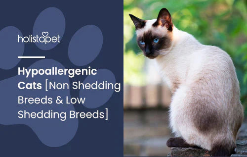 hypoallergenic cats for people with cat allergy
