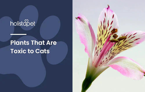 helpful guide about plants that are toxic to cats