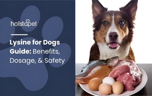 A dog sits behind a plate of raw meat, fish, and eggs—natural sources of lysine for dogs, supporting muscle growth and overall health.