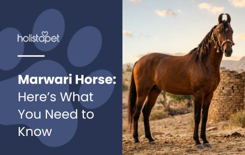 Marwari Horse: Breed Overview, Health, and Care Guide