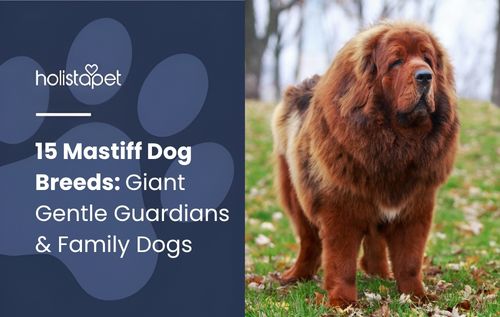 A large, fluffy brown Tibetan Mastiff, one of the impressive mastiff dog breeds, standing outdoors on grass.