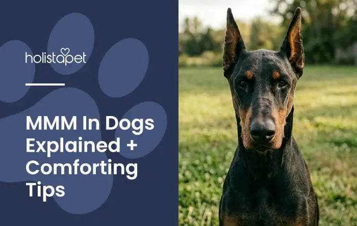 MMM in dogs featured blog image by Holistapet. Shows a Doberman Pincher with atrophied symptoms showing from Masticatory Muscle Myositis.