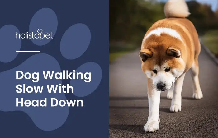 My Dog Is Walking Slow With Its Head Down featured blog image by Holistapet. Shows an Akita dog walking cautiously with its head in a downward position.