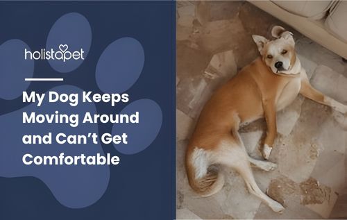 A light brown and white dog lying on a patterned floor, my dog keeps moving around and can’t get comfortable.