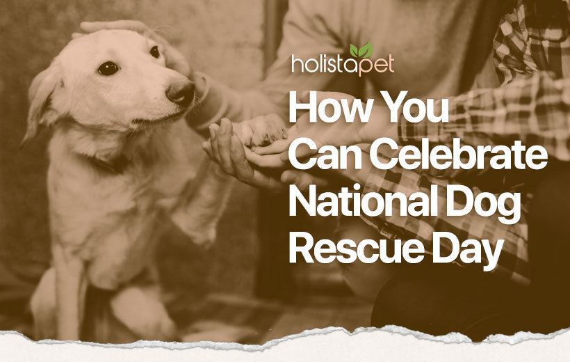 HolistaPet blog header "How You Can Celebrate National Dog Rescue Day" over a sepia photo of a person holding a dog's paw.