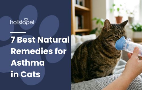 HolistaPet blog header "Natural Remedies for Asthma in Cats" with a tabby cat wearing a mask held by a hand.