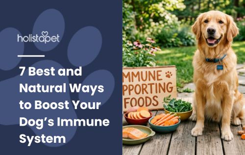 Blog header "7 Best and Natural Ways to Boost Your Dog's Immune System" with a golden retriever beside bowls of food.