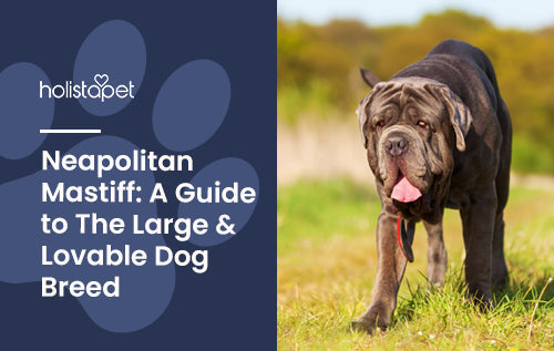 Facts about the giant dog breed: Neapolitan Mastiff
