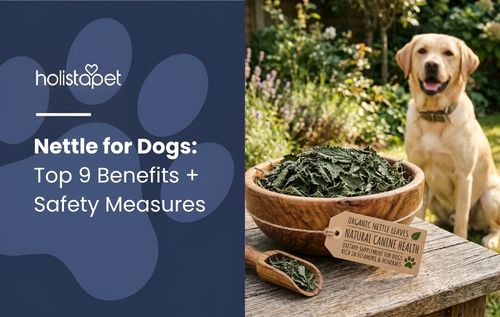 A golden retriever sits beside green treats in a garden, featuring nettle for dogs.