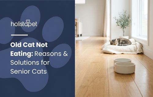 A cat food bowl sits on a wooden floor while a cat rests nearby, illustrating an old cat not eating.