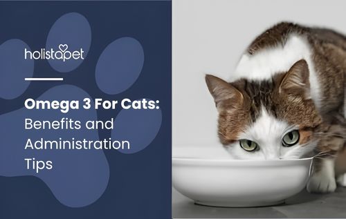 HolistaPet blog header "Omega 3 For Cats: Benefits and Administration Tips" with a brown and white cat eating from a bowl.