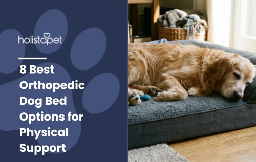 HolistaPet blog header "8 Best Orthopedic Dog Bed Options for Physical Support" with Golden Retriever resting on a grey bed