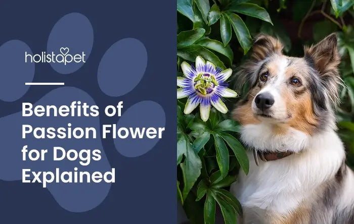 Passion Flower for Dogs featured blog image by Holistapet. shows a Collie dog posing next to a blooming passion flower plant