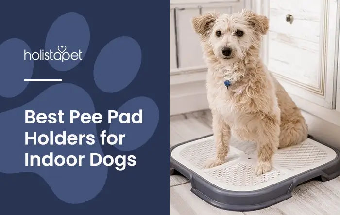 Dog and Puppy Pee Pad Holder Feature blog image by Holistapet showing a light tan dog sitting on a pee pad holder placed on a tiled floor.