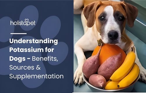 A dog lies behind a bowl of fruit and vegetables, including a pumpkin, sweet potatoes, and bananas—natural sources of potassium for dogs.