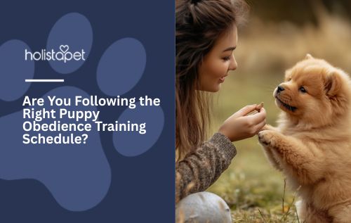 Are You Following the Right Puppy Obedience Training Schedule?