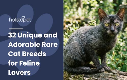 32 Unique and Adorable Rare Cat Breeds for Feline Lovers
