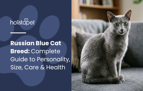 HolistaPet blog header "Russian Blue Cat Breed" beside a grey Russian Blue cat with green eyes sitting indoors.