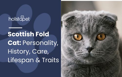 HolistaPet blog header "Scottish Fold Cat" beside a grey Scottish Fold cat with folded ears and amber eyes.