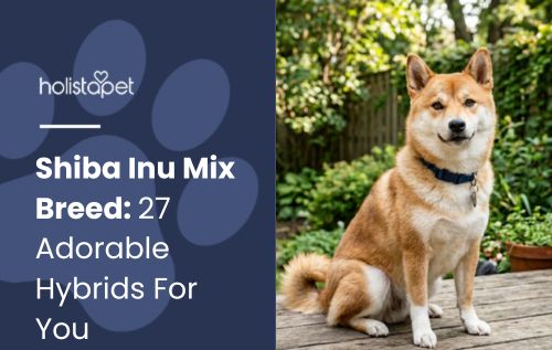 HolistaPet blog header "Shiba Inu Mix Breed: 27 Adorable Hybrids For You" with a red Shiba Inu sitting outdoors on a deck.