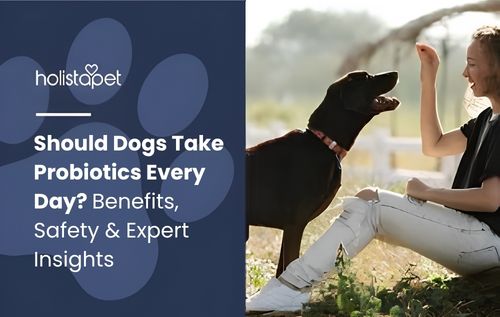 A person sits on the ground, reaching up to a black dog that is standing and looking at them, while reflecting on should i give my dog probiotics every day to support their pet’s digestive health and daily wellness.