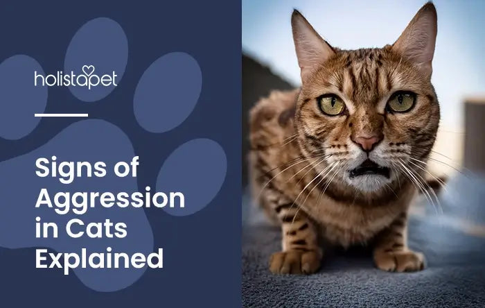 Signs of Aggression In Cats featured blog image by Holistapet. Shows an orange stripe cat crouching and slightly growling